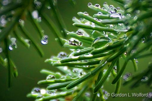 Wet Pine Needles_01792.jpg - Photographed on the north shore of Lake Superior near Wawa, Ontario, Canada.